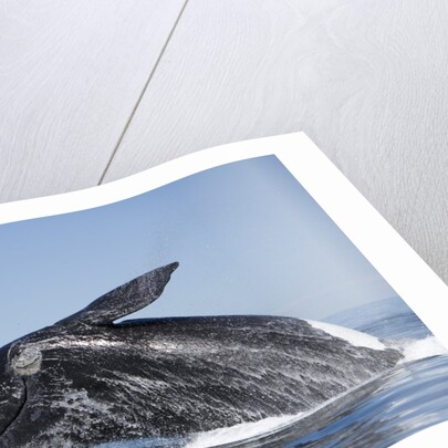 Southern Right Whale off Peninsula Valdes, Patagonia by Anonymous