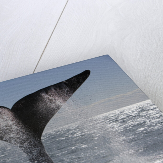 Southern Right Whale off Peninsula Valdes, Patagonia by Anonymous