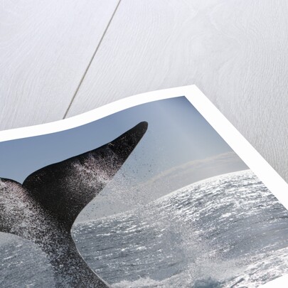 Southern Right Whale off Peninsula Valdes, Patagonia by Anonymous