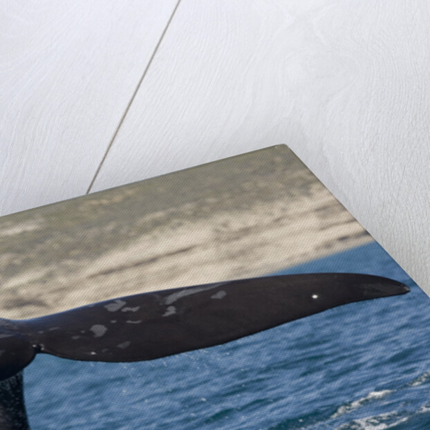 Southern Right Whale off Peninsula Valdes, Patagonia by Anonymous