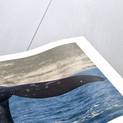 Southern Right Whale off Peninsula Valdes, Patagonia by Anonymous