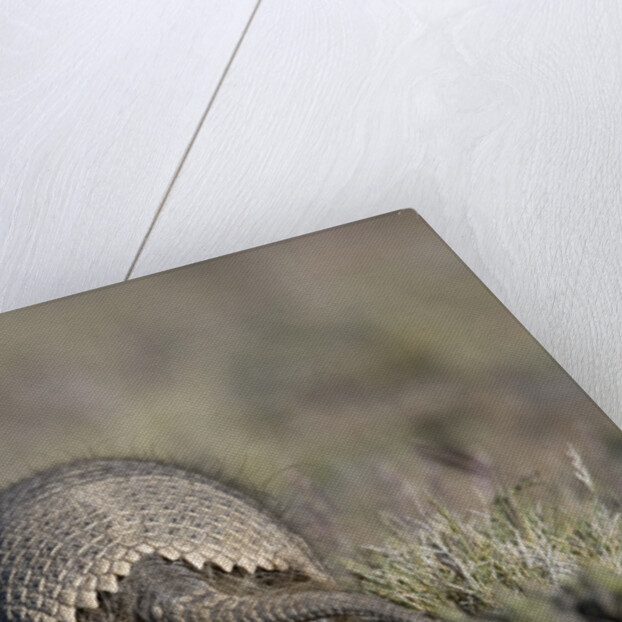 Armadillo in Patagonia, Argentina by Anonymous