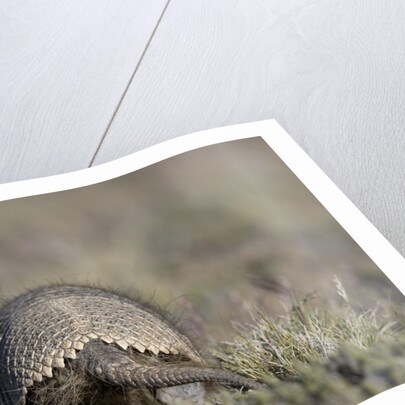 Armadillo in Patagonia, Argentina by Anonymous