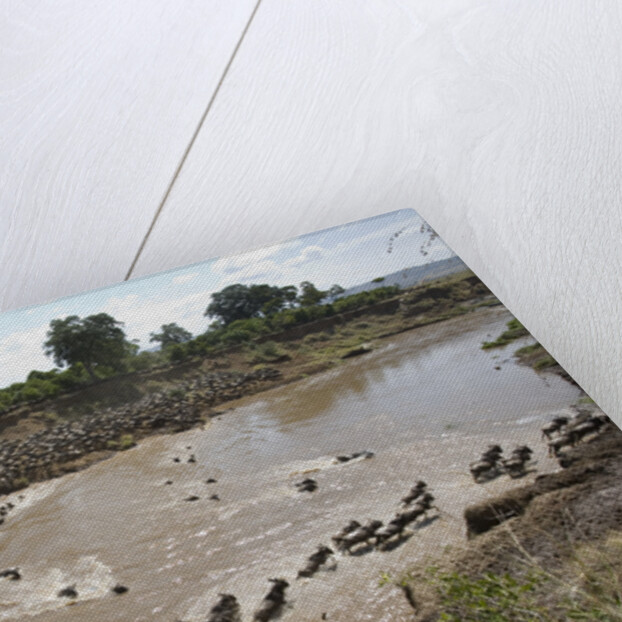 Wildebeest Migration in Masai Mara, Kenya by Anonymous