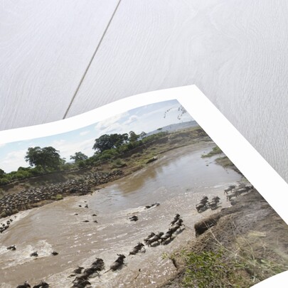 Wildebeest Migration in Masai Mara, Kenya by Anonymous