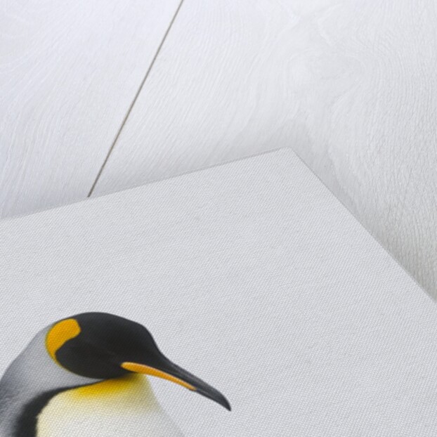 King Penguins by Anonymous