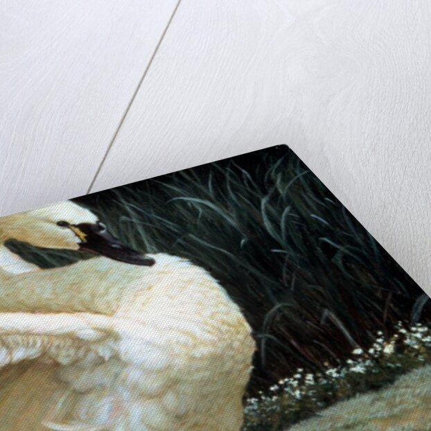 Tundra Swan Extending Its Wings by Anonymous