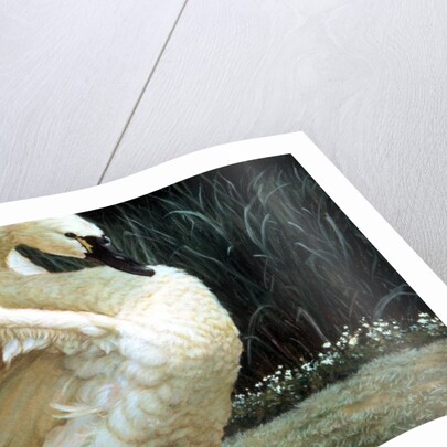 Tundra Swan Extending Its Wings by Anonymous