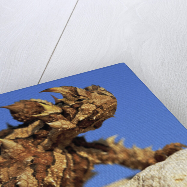 Thorny Devil by Anonymous