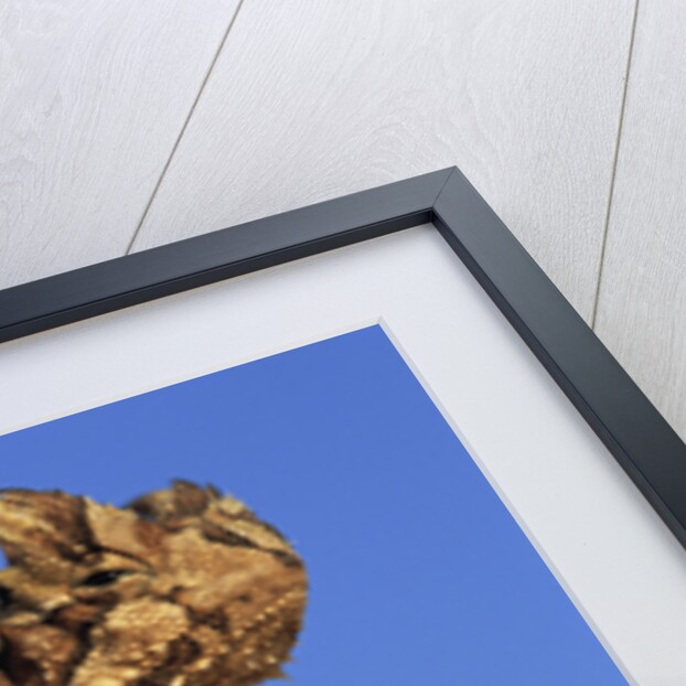 Thorny Devil by Anonymous