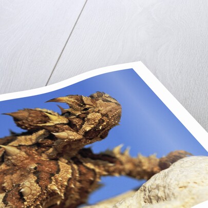 Thorny Devil by Anonymous