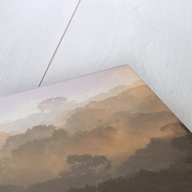 Morning Fog and Tropical Rainforest Canopy in Ecuador by Anonymous