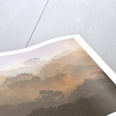 Morning Fog and Tropical Rainforest Canopy in Ecuador by Anonymous