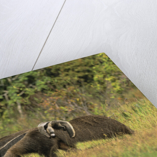 Anteaters Carrying Their Young by Anonymous