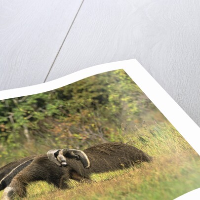 Anteaters Carrying Their Young by Anonymous