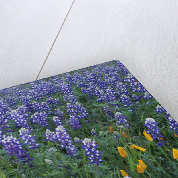 Lupines and Poppies in a Meadow by Anonymous