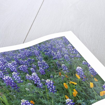 Lupines and Poppies in a Meadow by Anonymous