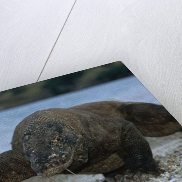 Komodo Dragon by Anonymous