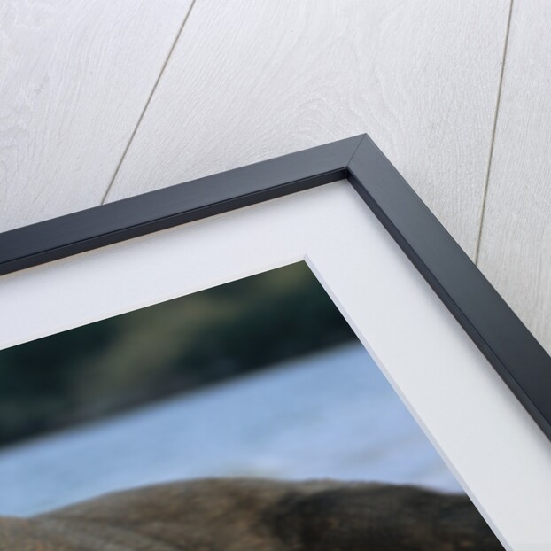 Komodo Dragon by Anonymous