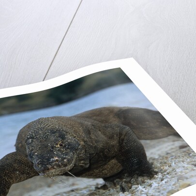 Komodo Dragon by Anonymous