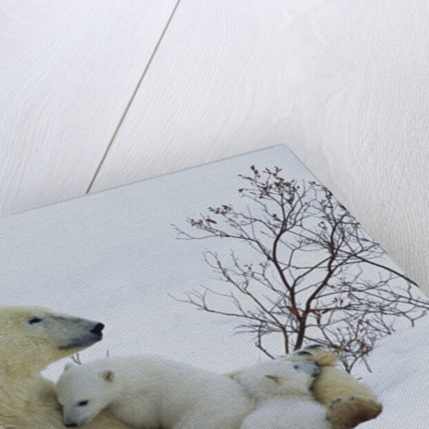Polar Bear Mother With Her Cubs by Anonymous