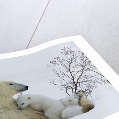 Polar Bear Mother With Her Cubs by Anonymous