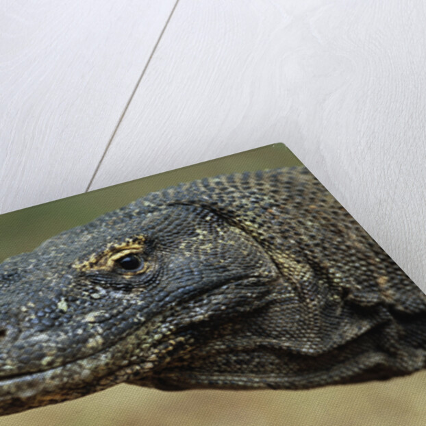 Komodo Dragon by Anonymous