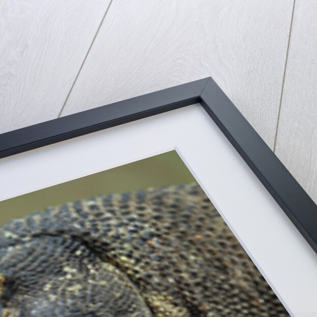 Komodo Dragon by Anonymous