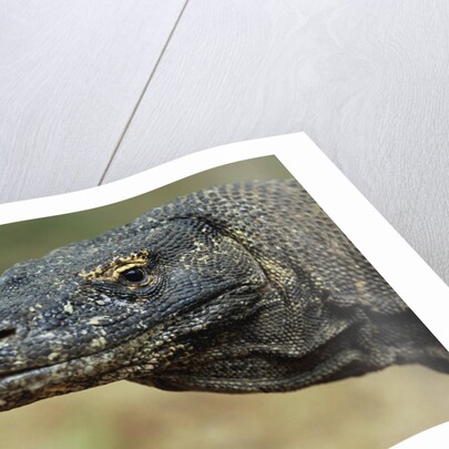 Komodo Dragon by Anonymous