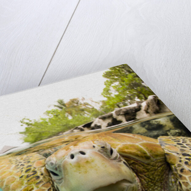 Face to Face with Green Sea Turtles by Anonymous