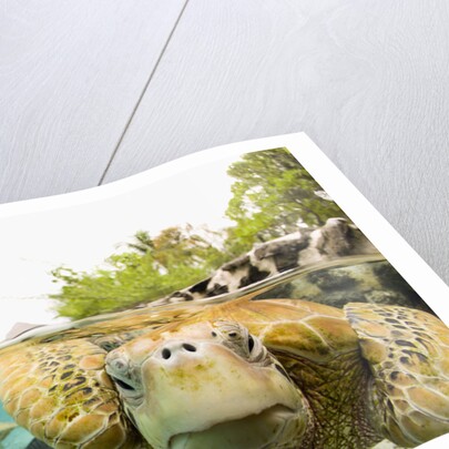 Face to Face with Green Sea Turtles by Anonymous