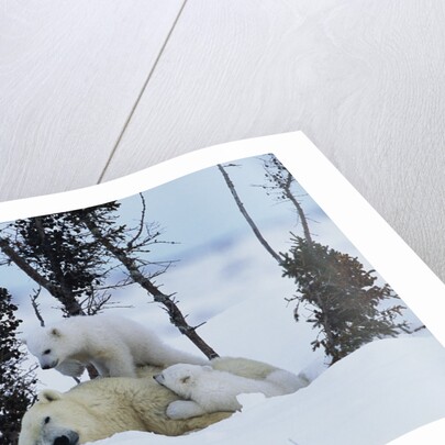 Polar Bear Mother With Her Cubs by Anonymous