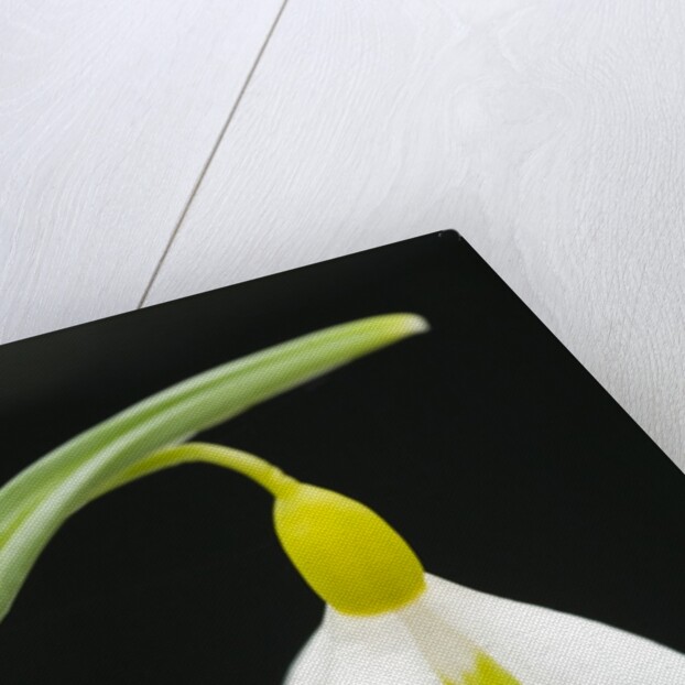 Close-Up View of Wendy's Gold Snowdrop Flower by Anonymous