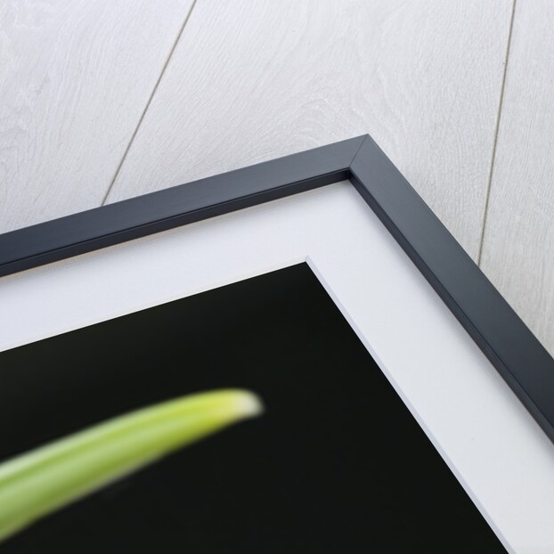 Close-Up View of Wendy's Gold Snowdrop Flower by Anonymous