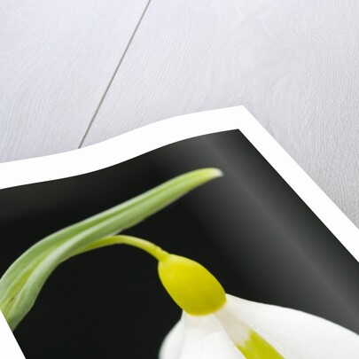 Close-Up View of Wendy's Gold Snowdrop Flower by Anonymous