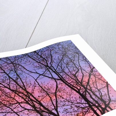 Dark Oak Trees Against Fiery Sky at Sunset by Anonymous