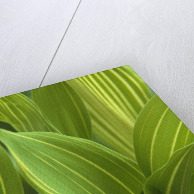 Close-up of Variegated Leaves by Anonymous