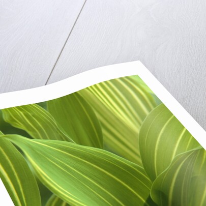 Close-up of Variegated Leaves by Anonymous