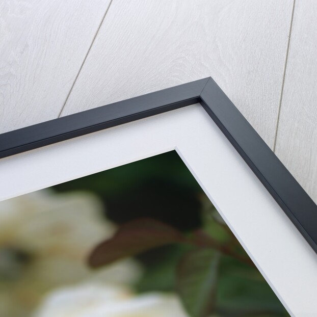 Buff Beauty Roses by Anonymous