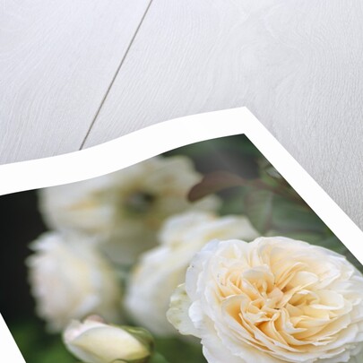 Buff Beauty Roses by Anonymous