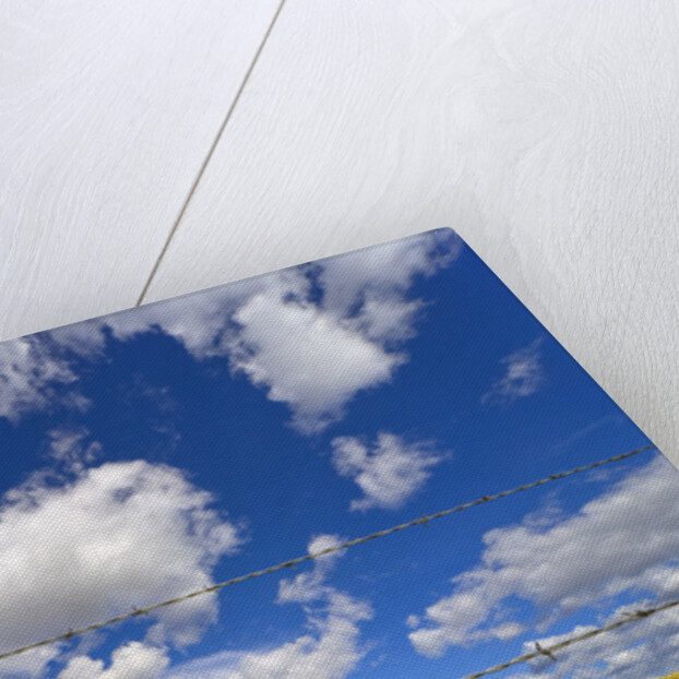Barbed Wire Fence, Cumulus Clouds by Anonymous