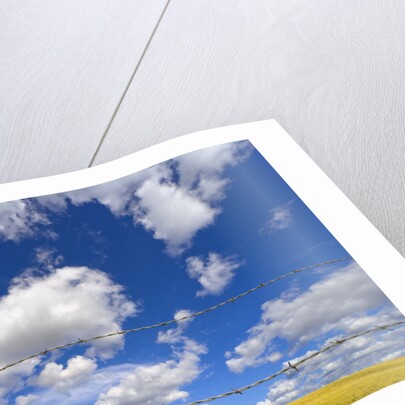 Barbed Wire Fence, Cumulus Clouds by Anonymous