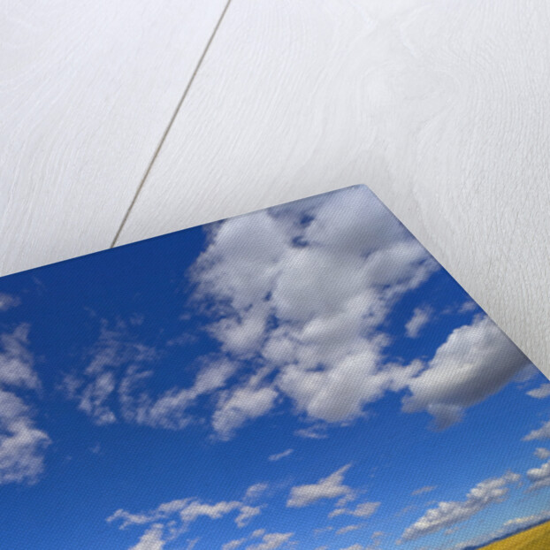 Beautiful Cumulus Clouds and Golden Prairie by Anonymous