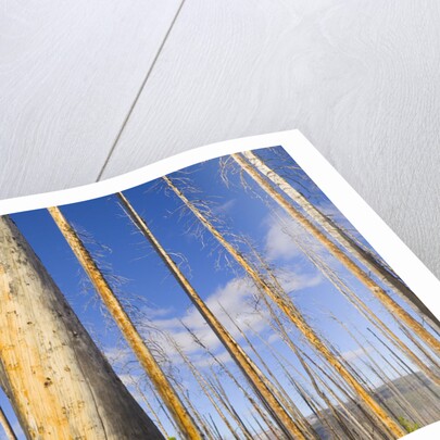 Spruce Trunks with Bark Stripped by Fire by Anonymous