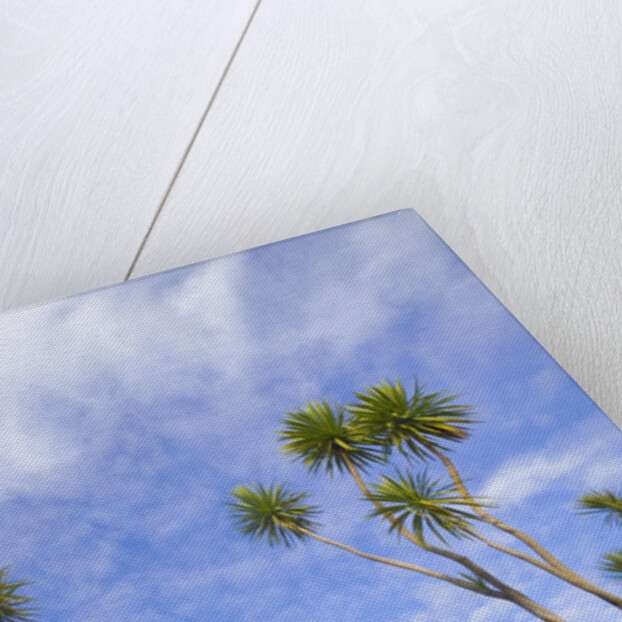 Cabbage Trees, Crowns Against Sky by Anonymous