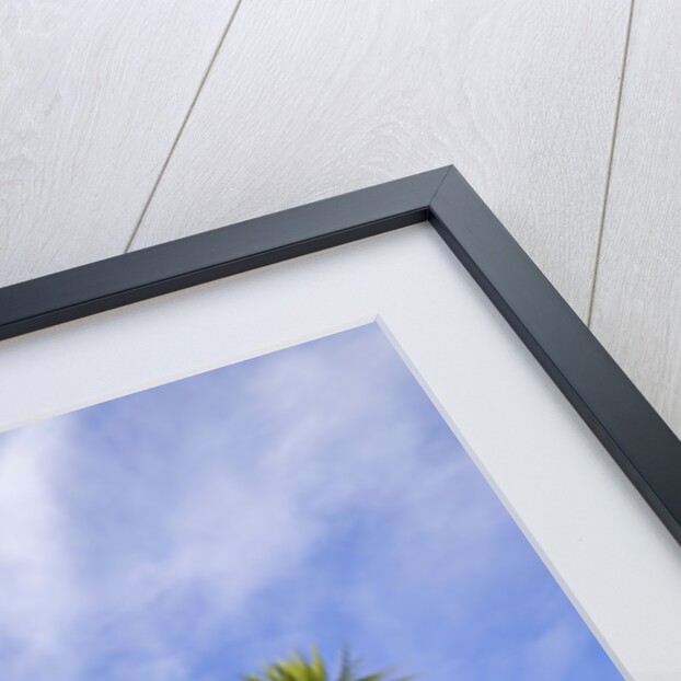 Cabbage Trees, Crowns Against Sky by Anonymous