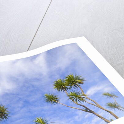 Cabbage Trees, Crowns Against Sky by Anonymous