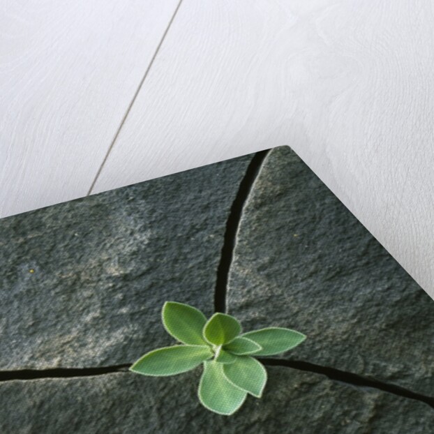 Plant Growing in Cracked Boulder by Anonymous