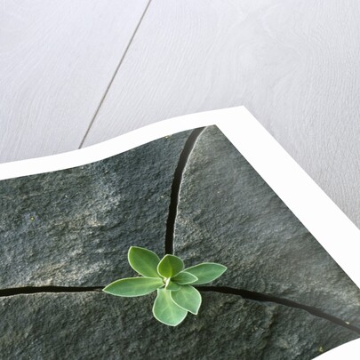 Plant Growing in Cracked Boulder by Anonymous
