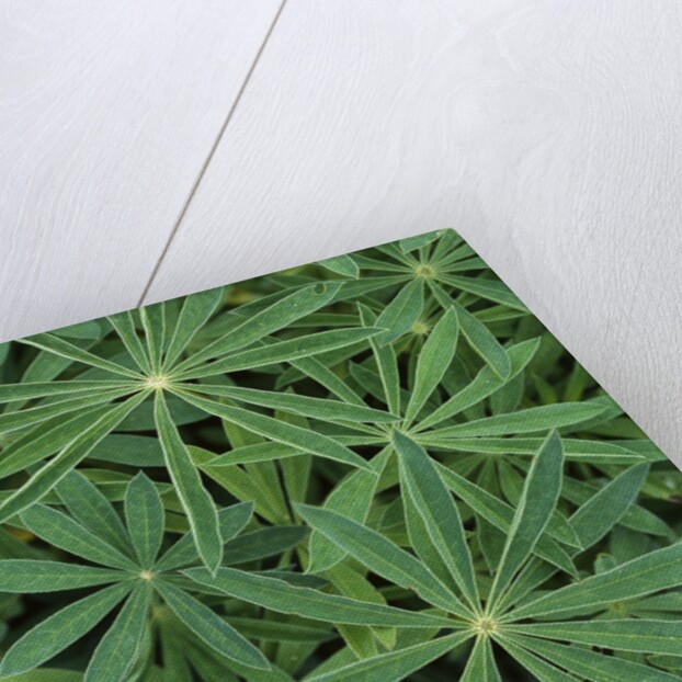 Foliage by Anonymous